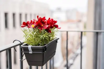 a black planter with red flowers on a balcony at GuestReady - Tranquility in downtown in Porto