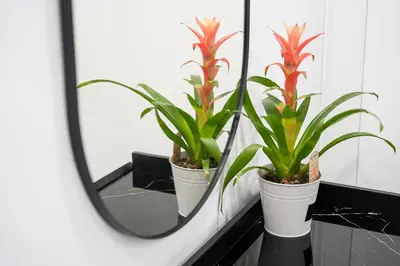 two potted plants sitting on a shelf in front of a mirror at GuestReady - Serene stay in Porto in Porto
