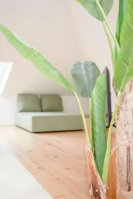 a living room with a couch and a plant at Liiiving in Porto - Cedofeita Green Terrace in Porto