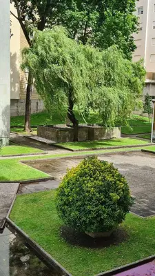 a bush in the middle of a park with a tree at Enjoy Porto's Vibes in Porto