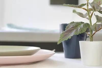 a plant in a white vase next to a plate at Classy Urban Life Studio Oporto in Porto