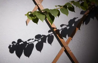 a tree branch with leaves on a white wall at ChillHouse_Porto in Porto