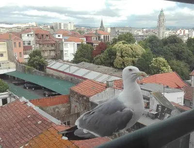a bird sitting on the ledge of a roof at Seagull Rooftop Downtown - Light and Views in Porto