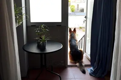 a dog looking out the door of a house at Porto's secret backyard in Porto