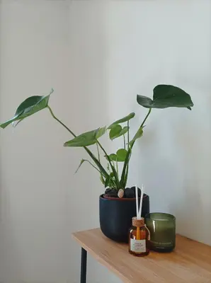 a plant sitting on top of a wooden table at Castelo River View - NEW in Vila Nova de Gaia
