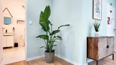 a plant sitting on top of a wooden cabinet in a room at Green House Apartamento Espaçoso e Central in Porto
