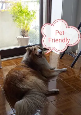 a large dog laying on the floor in a room at Trindade Apartment in Porto