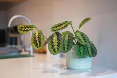 a green plant in a blue vase on a counter at Oliveirinhas Boutique Flats in Porto