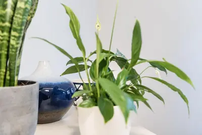 three potted plants are sitting on a table at GuestReady - Timber-framed luxe stay in Porto