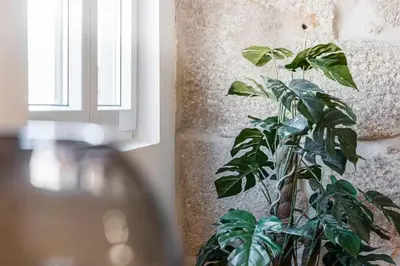 a green plant sitting next to a window at Vila Rio Guest House in Vila Nova de Gaia