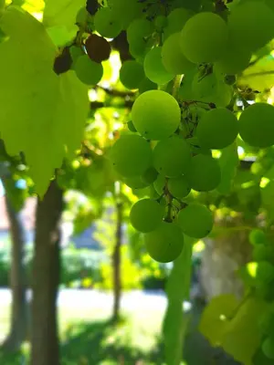 a bunch of green grapes hanging from a tree at Porto Alegria Garden in Porto