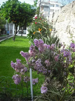 a bunch of purple flowers in a garden at Hotel Mira D'Aire in Porto