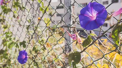 a fence with a purple flower on it at BmyGuest - Almada Garden Apartment in Porto