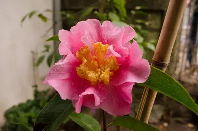 a pink flower on a plant with green leaves at Porto.arte downtown apartment in Porto