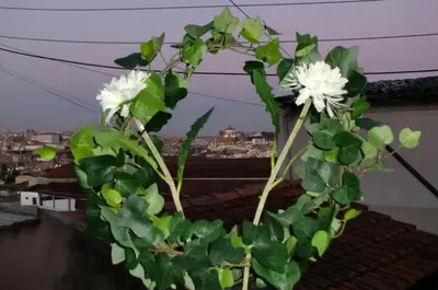 a green plant with white flowers on a roof at Mira Porto House in Vila Nova de Gaia