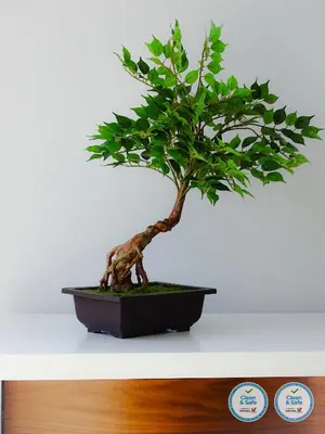 a bonsai tree sitting on top of a shelf at RS Porto Apartments in Porto
