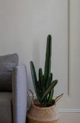 a cactus in a basket next to a couch at CL Ildefonso III Apartment in Porto