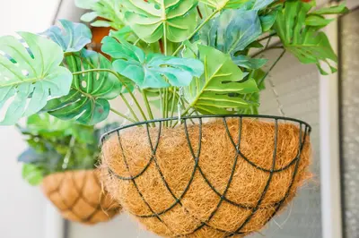 two potted plants in a basket on a wall at Apartamento Garden Avenue in Porto