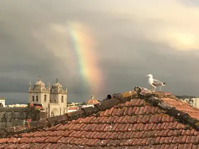 a bird sitting on top of a roof with a rainbow at Oporto Center Clean & Cozy Apt 4th floor in Porto