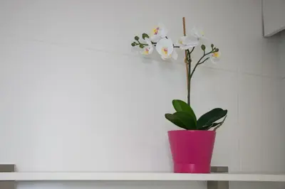 a pink vase with white flowers on a shelf at Casa d'Avó in Porto