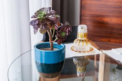 a blue vase with a plant on a glass table at Villa Lóios by Casa do Conto in Porto