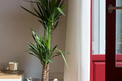 a potted plant sitting on a table next to a window at LovelyStay - Martires Boutique Flat in Porto