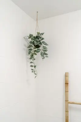 a green plant hanging from a white wall at River Flat I - Heart of Porto in Porto