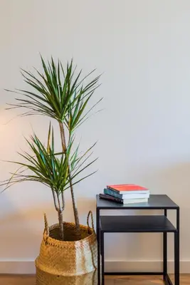 a plant in a basket next to a table at Boavista Garden Apartment in Porto