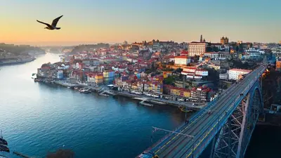a bird flying over a city with a bridge at CASA DOURO Porto City in Porto