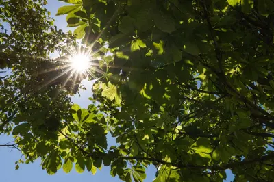 a sun shining through the leaves of a tree at Gallery Townhouse & Home in Porto