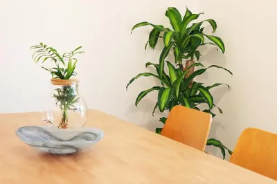 a wooden table with a vase and two plants on it at Villa Invicta in Porto