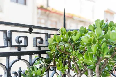 a fence with a green tree behind it at GuestReady - Cosy living in downtown in Porto
