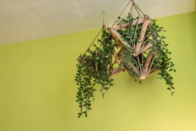 a plant is hanging from a ceiling at GuestReady - Miragaia Green in Porto