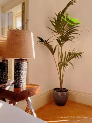 a potted plant sitting on a table next to a lamp at Paraíso Garden Suite--- Spacious & Downtown in Porto