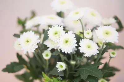 a bunch of white flowers in a vase at Classy Flat at Marques Square with Garden in Porto