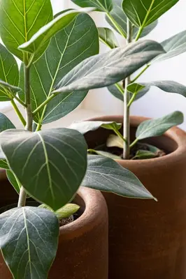 a group of potted plants in brown pots at Taipas Townhouse 1865_Boutique Apart in Porto