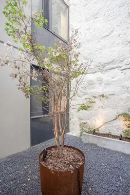 a small tree in a pot in front of a building at Liiiving in Porto - Bolhão Trendy Apartments in Porto