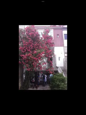 a tree with pink flowers in front of a building at Casa do Teatro in Porto