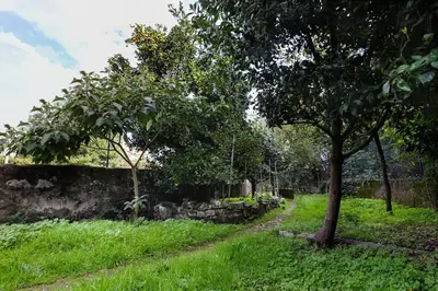 a tree in a field next to a stone wall at Aida's Haven Penthouse&Parking in Porto