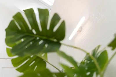 a green plant sitting next to a wall with a light at GuestReady - Spacious and modern Apt W/ Skylight in Porto