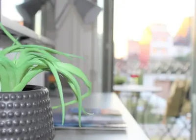 a plant in a black pot sitting on a table at Lovely Balcony Porto Downtown in Porto