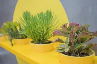 four potted plants sitting on a yellow shelf at Liiiving in Porto - Clérigos Terrace Apartment in Porto
