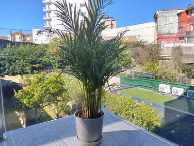 a potted plant sitting on top of a balcony at Fontainhas Elite Apartments in Porto